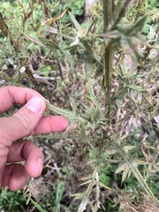 Cirsium
