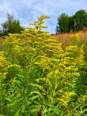 Solidago gigantea