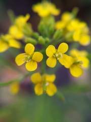 Erysimum cheiranthoides
