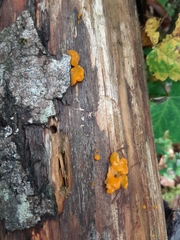Dacrymyces