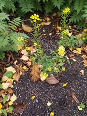 Erysimum cheiranthoides