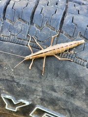 Anisomorpha buprestoides