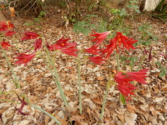 Zephyranthes bifida
