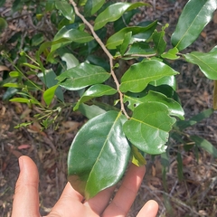 Huberantha nitidissima