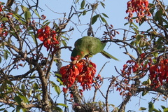 Psittacara mitratus