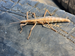 Anisomorpha buprestoides