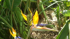 Phymateus viridipes