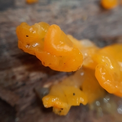 Dacrymyces
