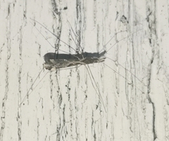 Empicoris vagabundus