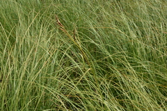 Carex aquatilis