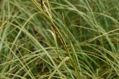 Carex aquatilis