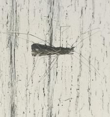 Empicoris vagabundus