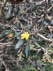 Berberis chilensis