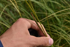 Carex aquatilis