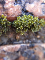 Bryum argenteum