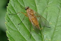 Rhagio tringarius
