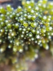 Bryum argenteum