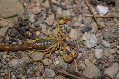 Mesobuthus phillipsi