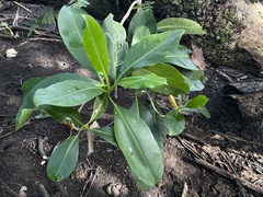 Clusiaceae