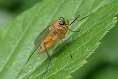Rhagio tringarius