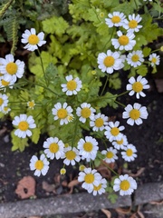 Tanacetum parthenium