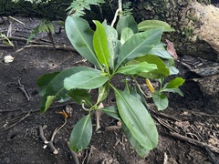 Clusiaceae