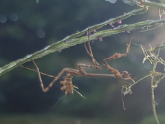 Empusa pennata