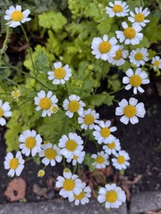 Tanacetum parthenium