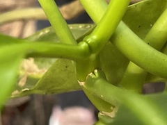 Clusiaceae