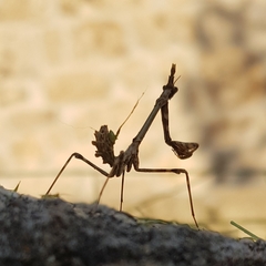 Empusa pennata