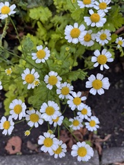 Tanacetum parthenium