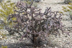 Cylindropuntia acanthocarpa