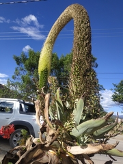 Agave attenuata