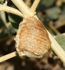 Sphodromantis viridis