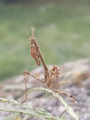 Empusa pennata