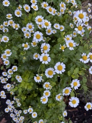 Tanacetum parthenium