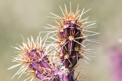 Cylindropuntia acanthocarpa