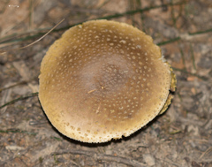 Validae