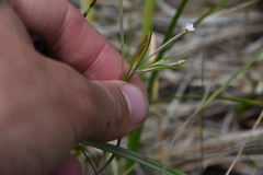 Epilobium leptophyllum
