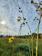 Silphium terebinthinaceum
