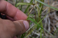 Epilobium leptophyllum