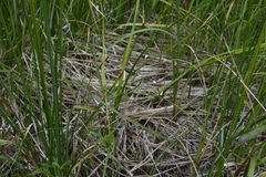 Epilobium leptophyllum