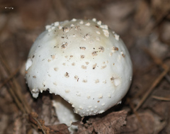Amanita polypyramis