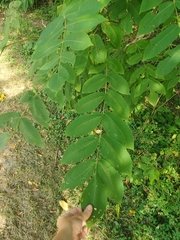Juglans cinerea