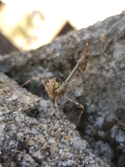 Empusa pennata