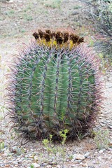 Ferocactus emoryi