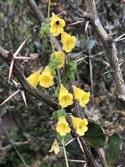Tropaeolum brachyceras