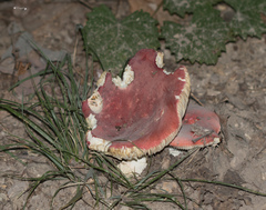 Russula rhodocephala