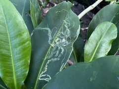Agromyzidae