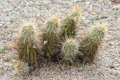 Echinocereus engelmannii engelmannii